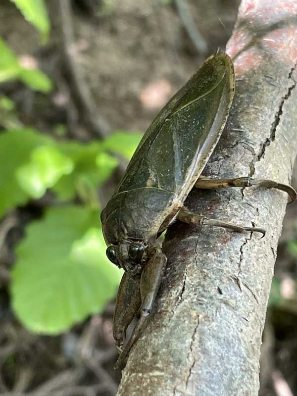 A large green aquatic bug sitting on a tree branch