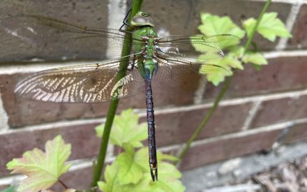The Busy Lives of Aquatic Insects in Autumn