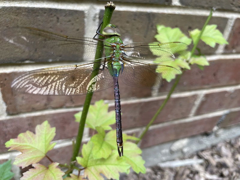 A large green dragonfly sitting on a green plant in front of a red brick wall
