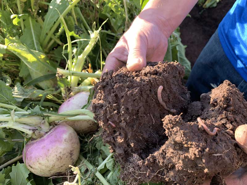 A hand pulling a clump of dirt out of the ground