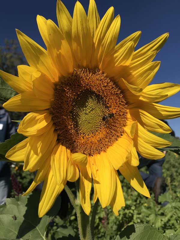 A sunflower