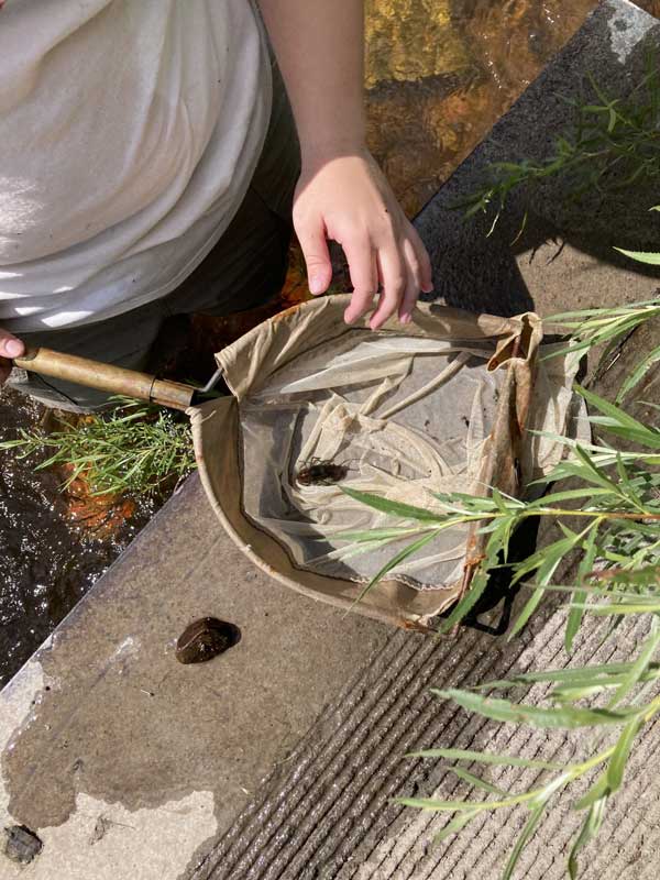 Looking into a capture net to see what was collected