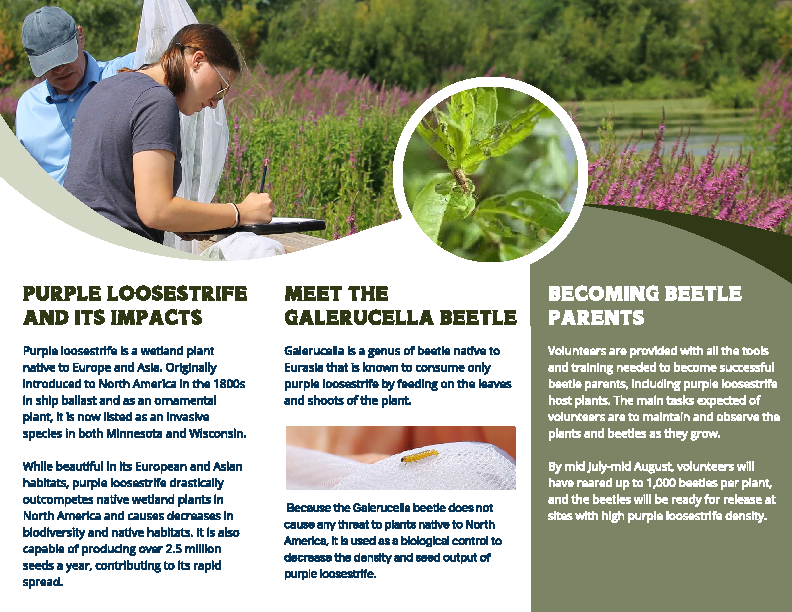 An image of a trifold brochure on purple loosestrife and the galerucella beetle. The photo at the top shows Maria, the award recipient, taking notes in front of a wetland filled with purple loosestrife.