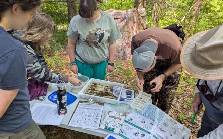 Macroinvertebrates as Metrics: A Deeper Dive into Biotic Index Calculations