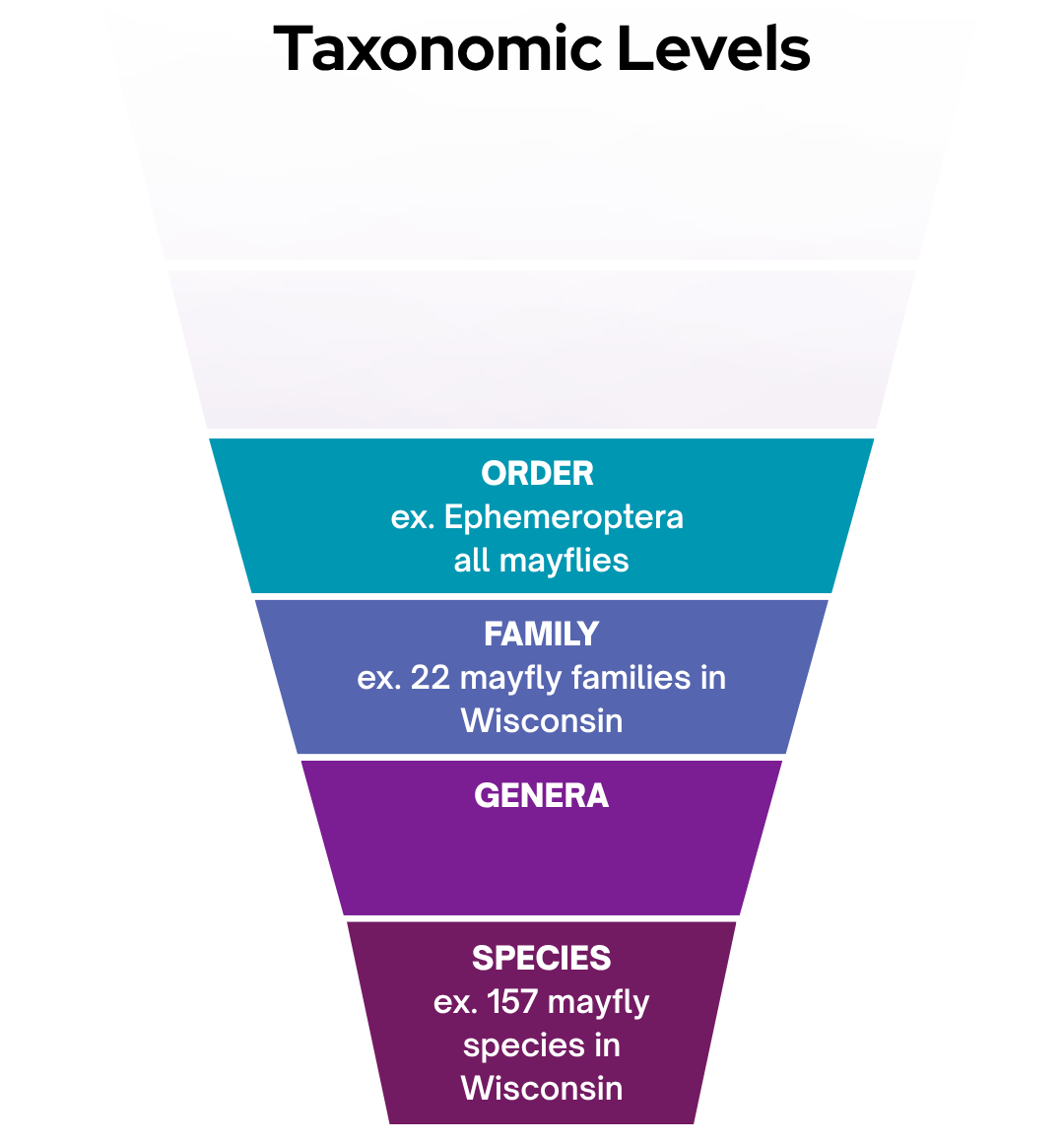 Taxonomic levels chart. An upside down period with a purple gradient