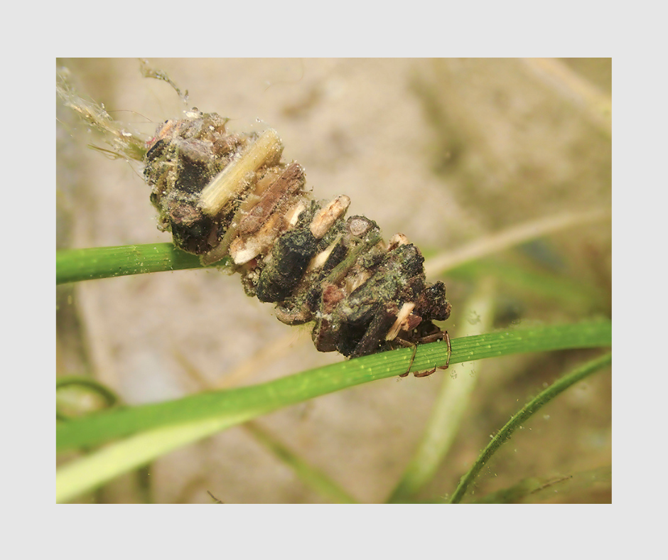 Case of a caddisfly in the family Limnephilidae.