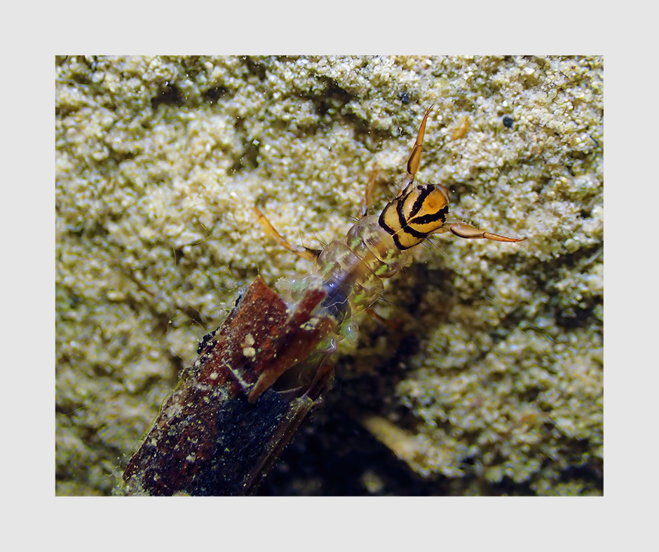 Case of a caddisfly in the family Phryganeidae. Photo from Friends of Acadia (Edwin Barkdoll).