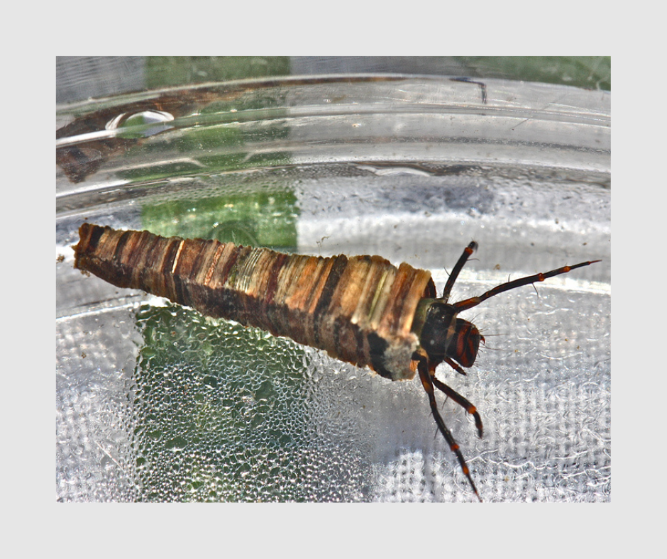 Case of a caddisfly in the family Brachycentridae. Photo by Bob Henricks.