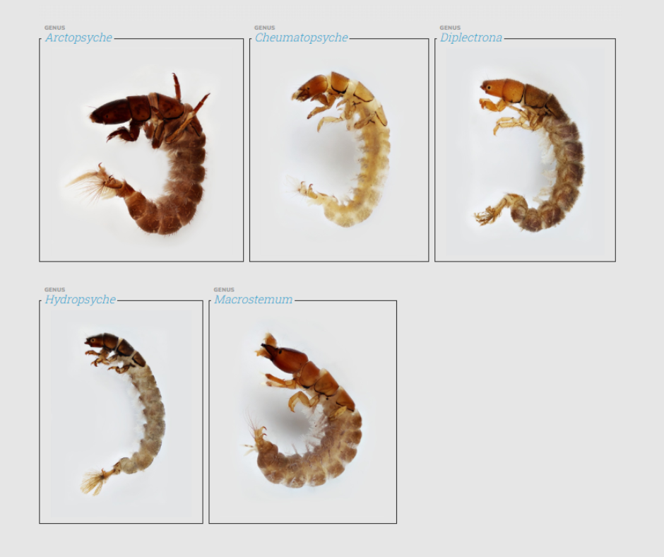 Free-living caddisflies in the family Hydropsychidae