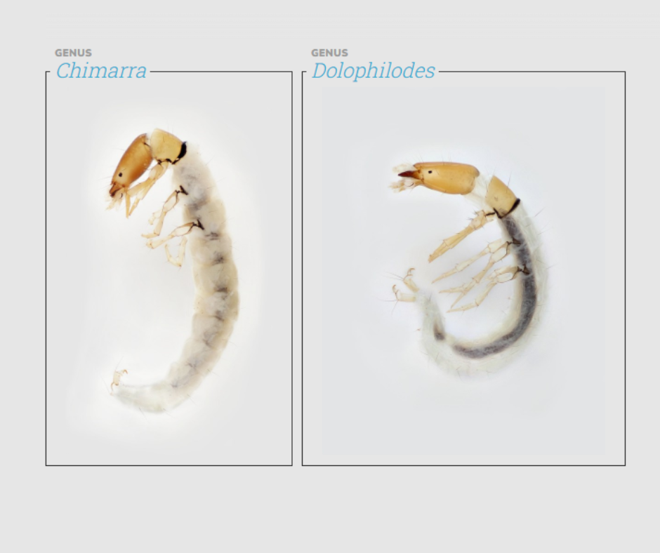 Two caddisflies in the family Philopotamidae: Chimarra and Dolophilodes. 