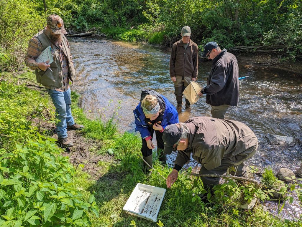 A group of four people water monitoring. Two people stand in the stream, two people stand on the bank crouched looking at a white tray, and another stands on the bank looking at the others.