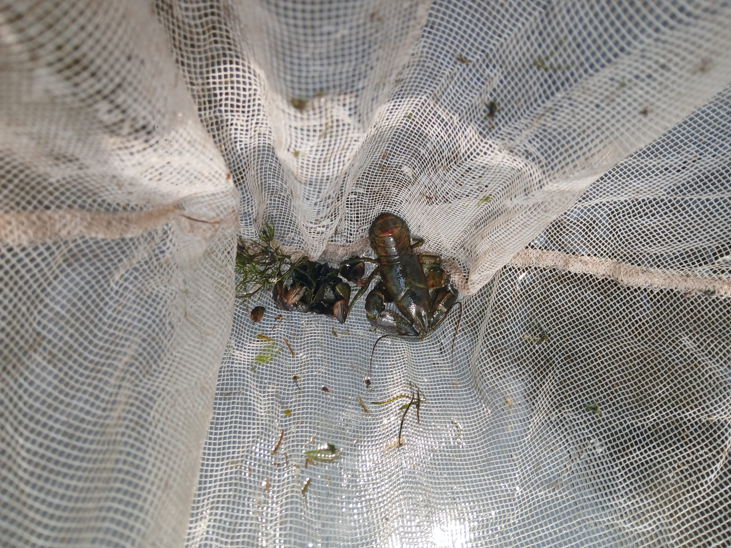 A net holding aquatic invasive species pulled from a lake