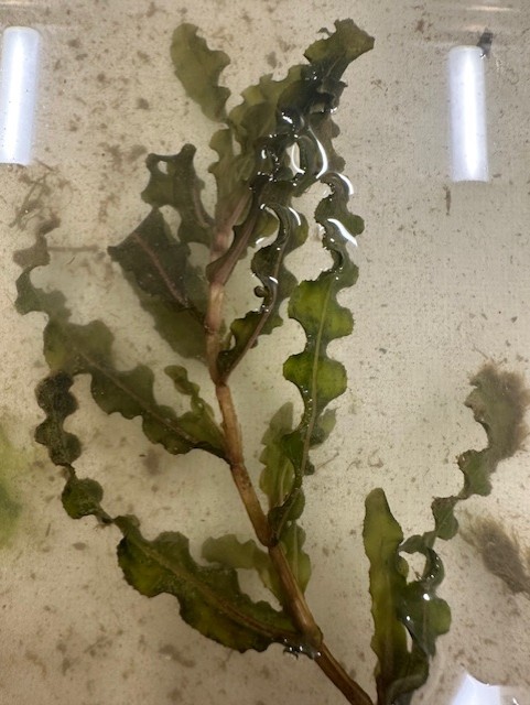 An invasive aquatic plant in a container of water