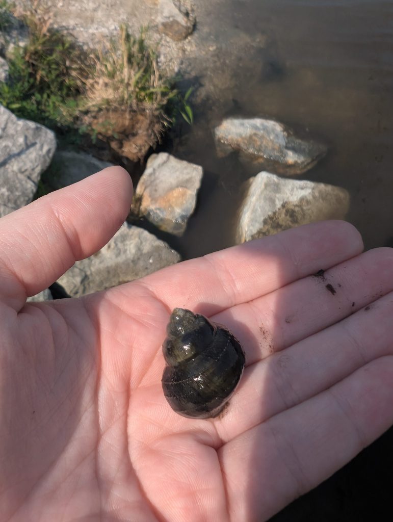 A hand hold an invasive snail. 