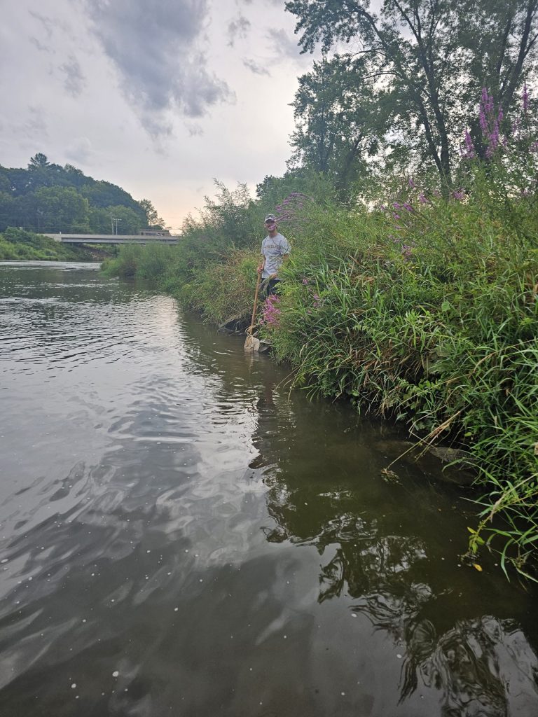 A volunteer stands on the bank of a river holding a net, somewhat hidden among the vegetation. 