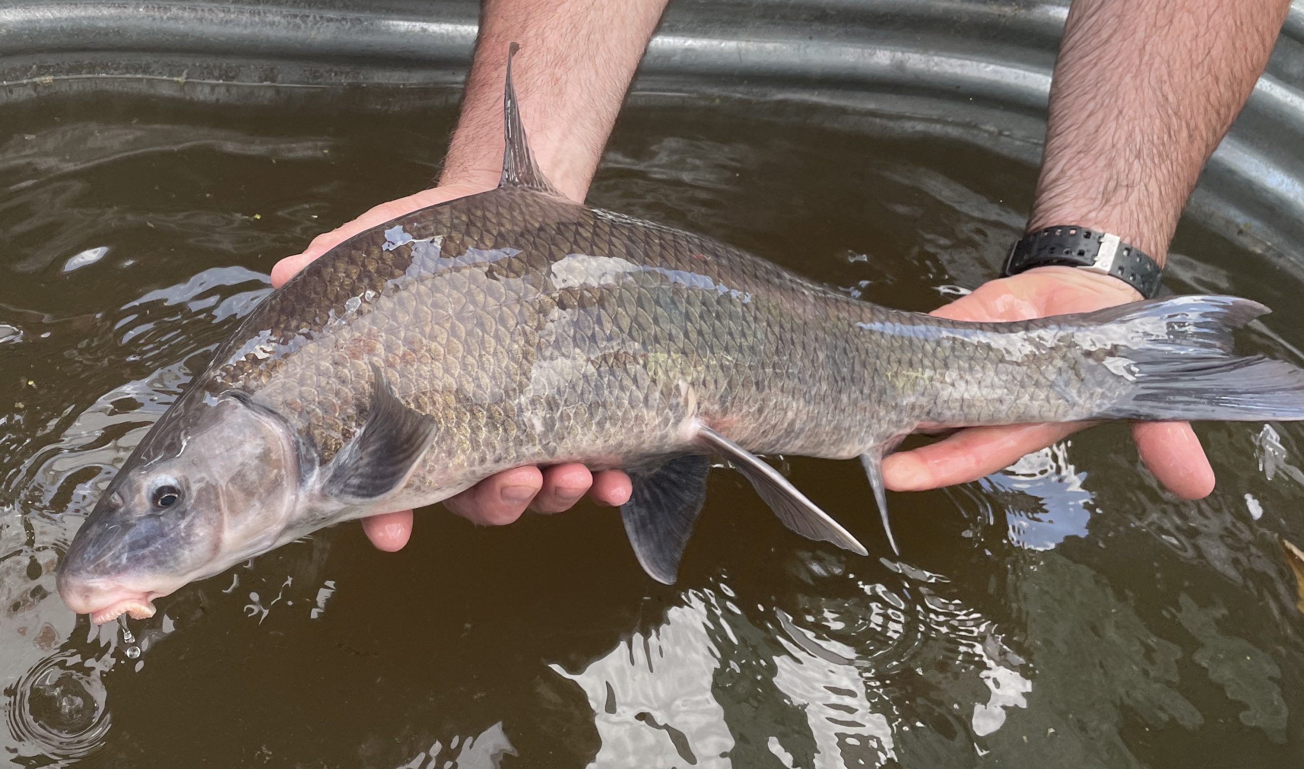 Two hands hold a Blue Sucker