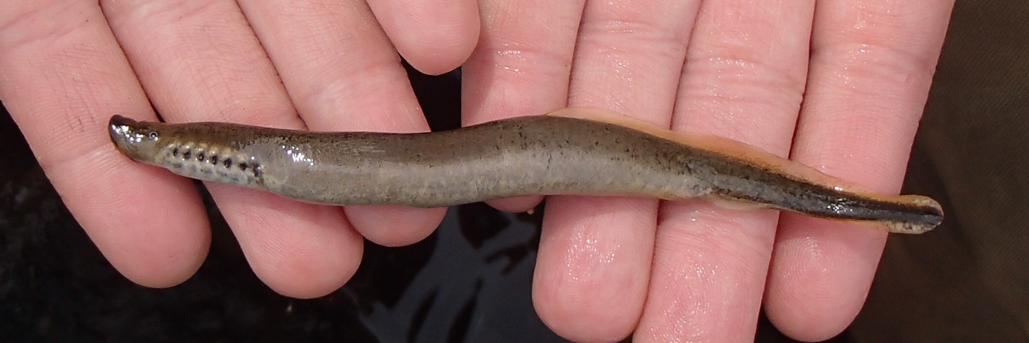 Native Lamprey
