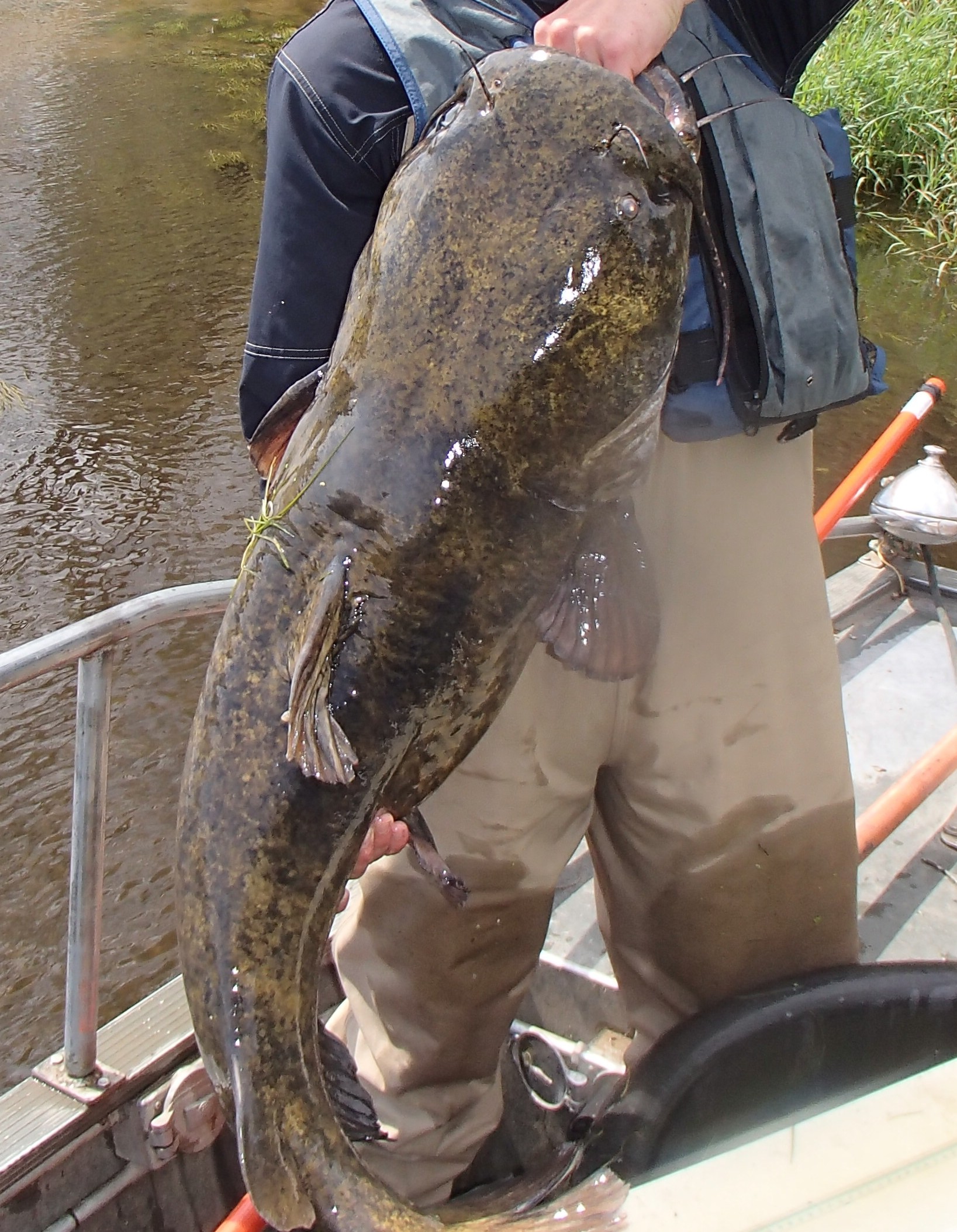 A man holds a Flathead catfish
