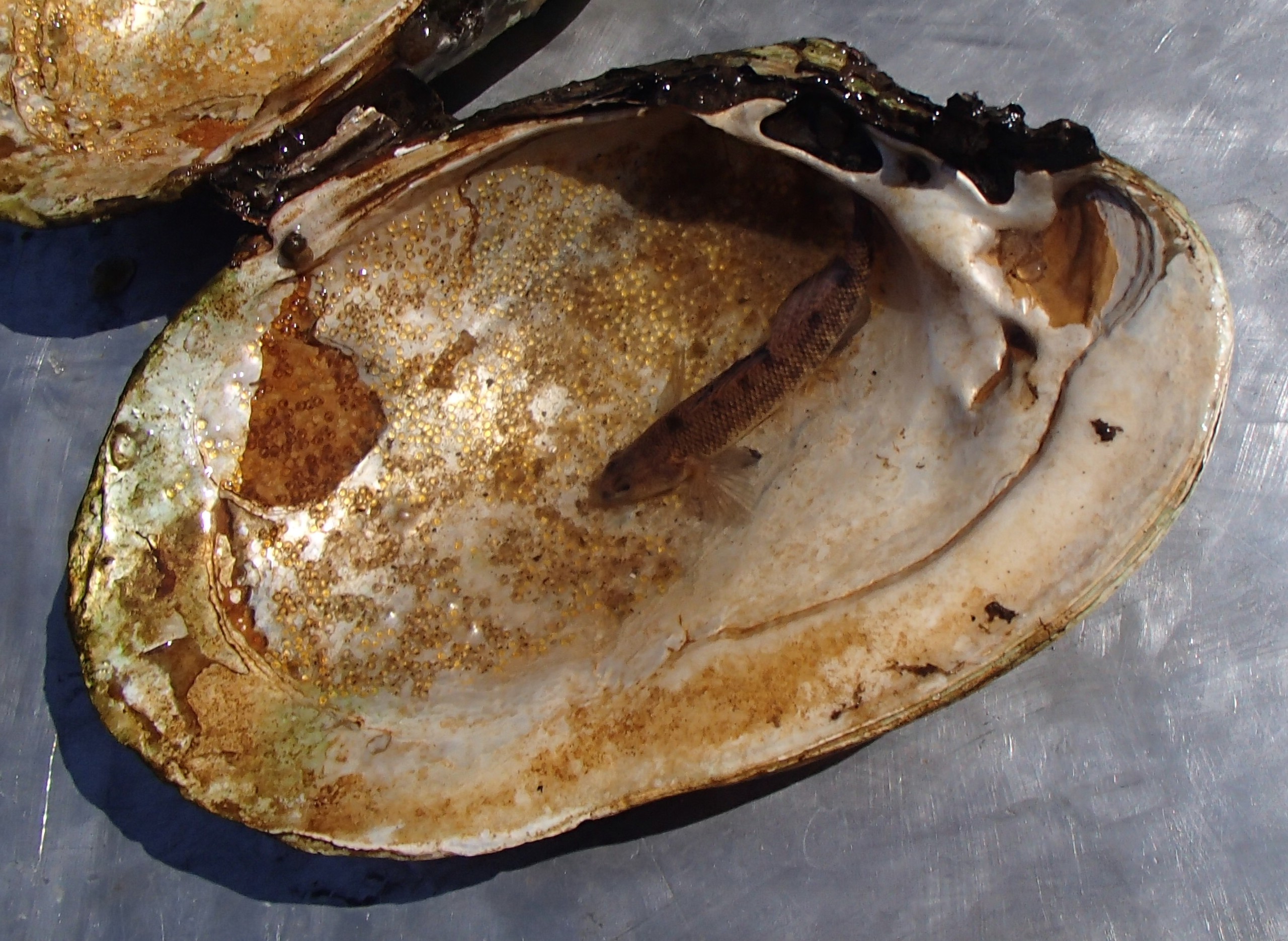 Johnny Darter fish in a dead mussel shell.