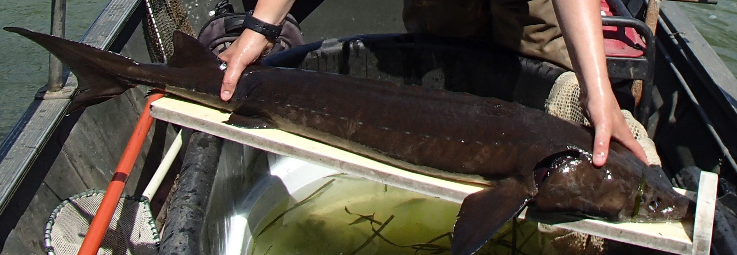A person holds a Lake Sturgeon again a wooden board to measure it. 