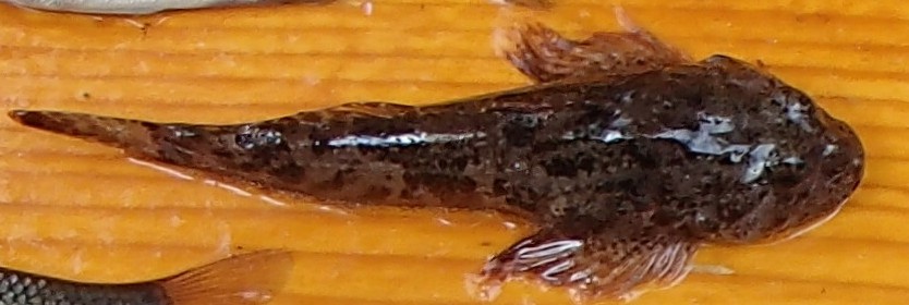 Mottled Sculpin