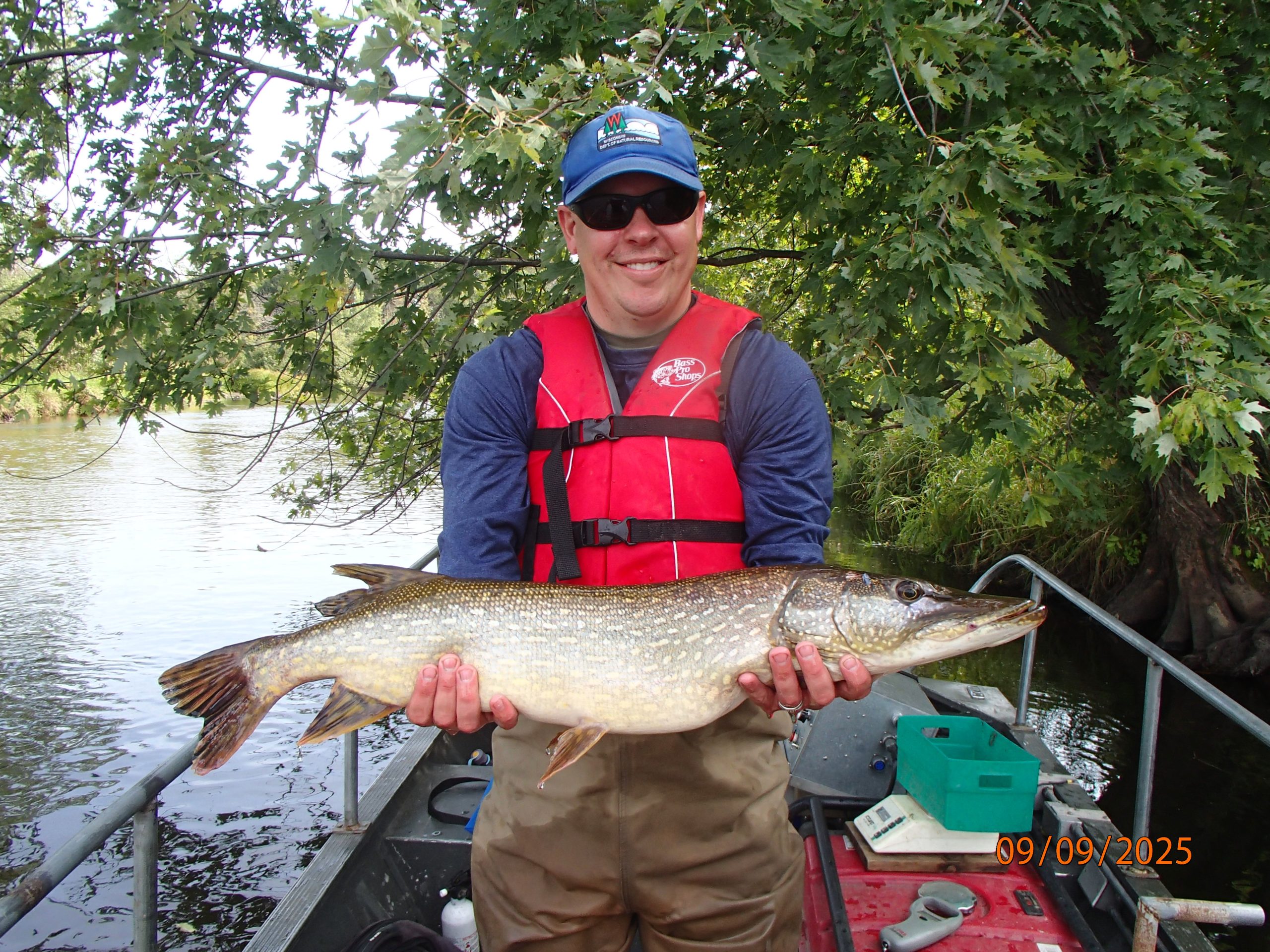 A man in a red life vest holds Northern Pike on a boat. 