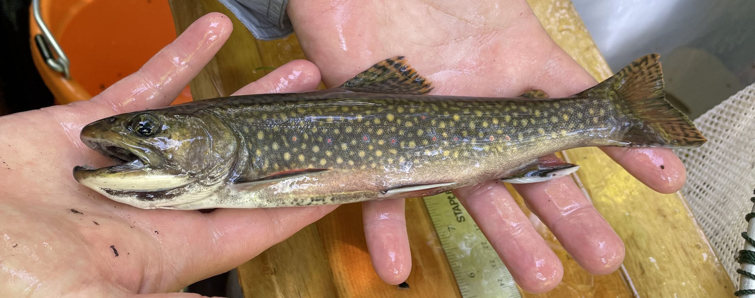 A person holds a Brook Trout in their two hands. 