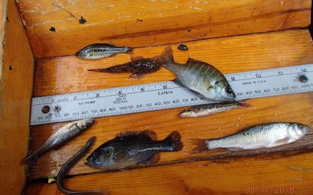 Fish, Fish, Fish! What’s All the Fuss About?