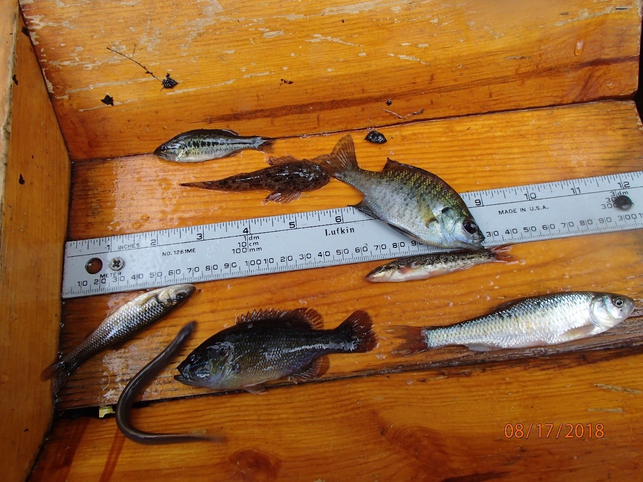 a variety of fish in a wooden box. There is also a metal ruler in the box used for measuring fish size. 