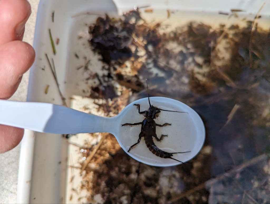 A giant stonefly on a plastic spoon over a sample tray.