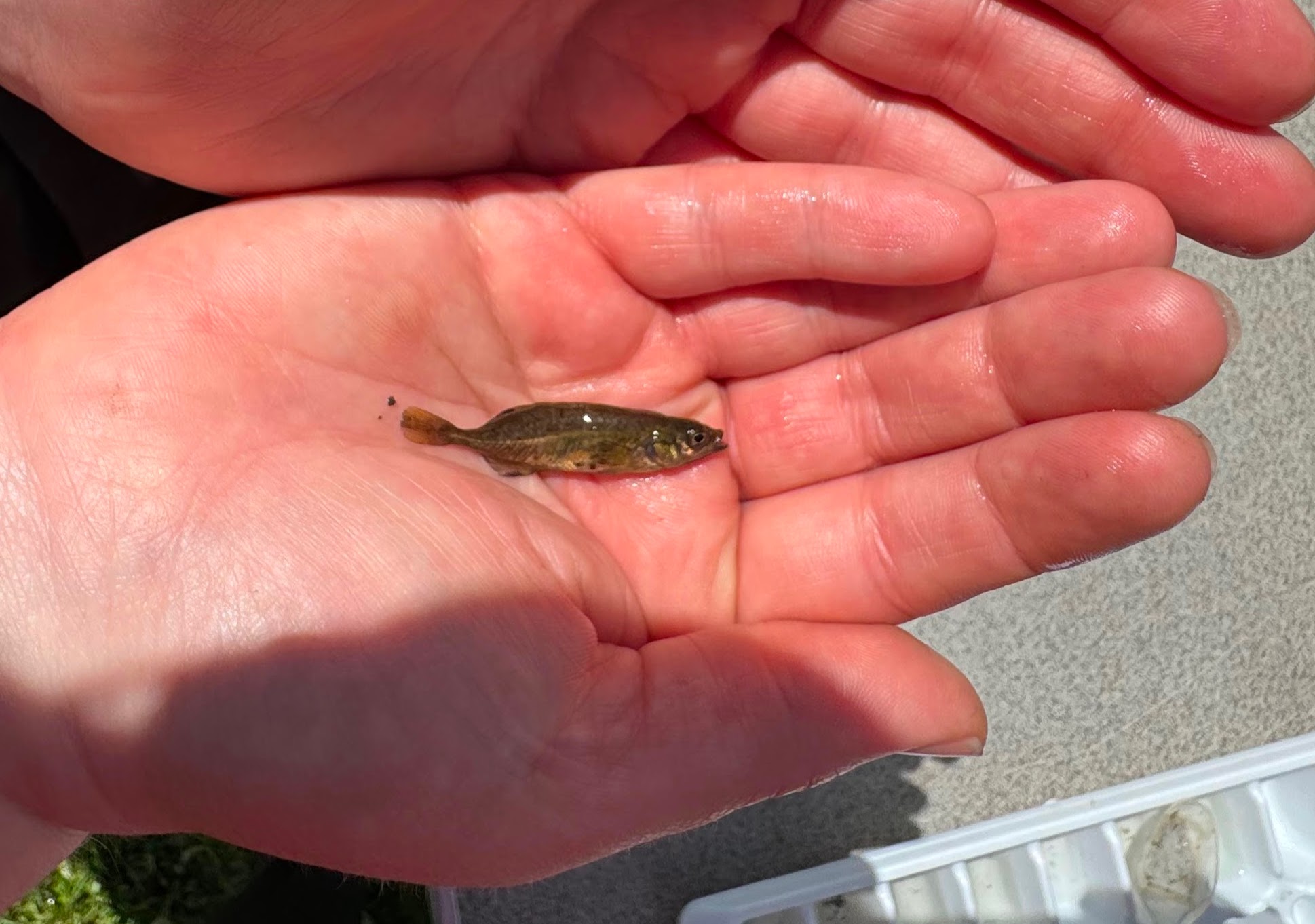 A person holds a tiny fish in their hand.