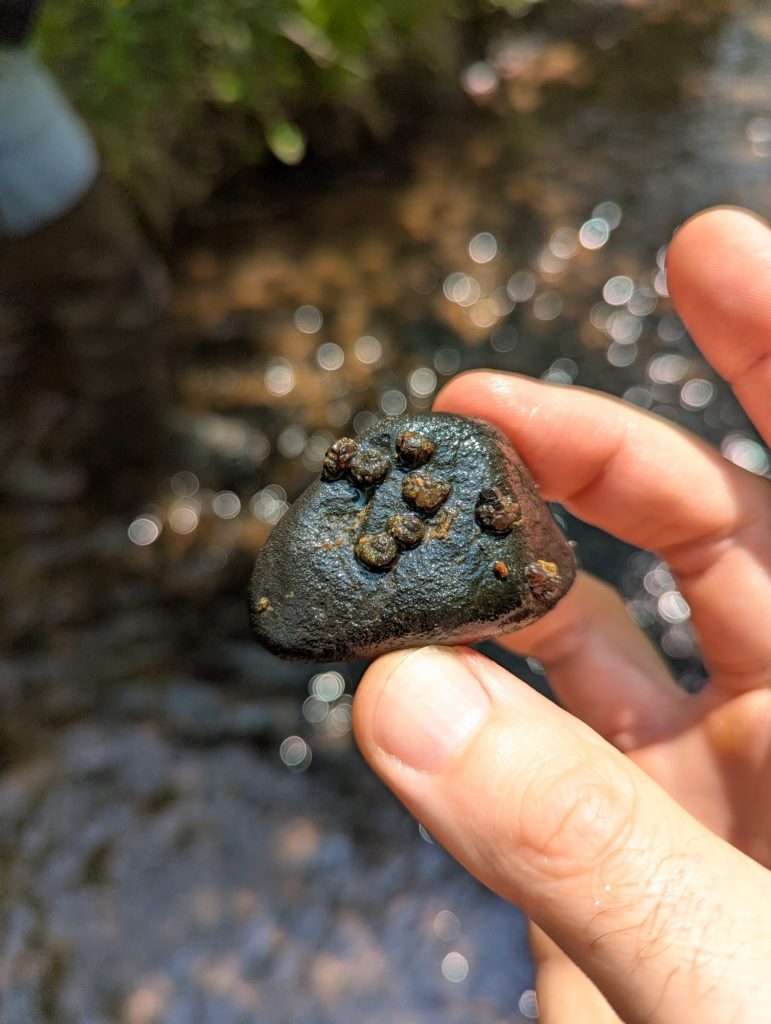 A hand holding a rock with attached snail case caddisfly larvae.