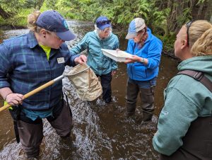 Four volunteers stand in a stream looking at bugs in a net and sample tray.