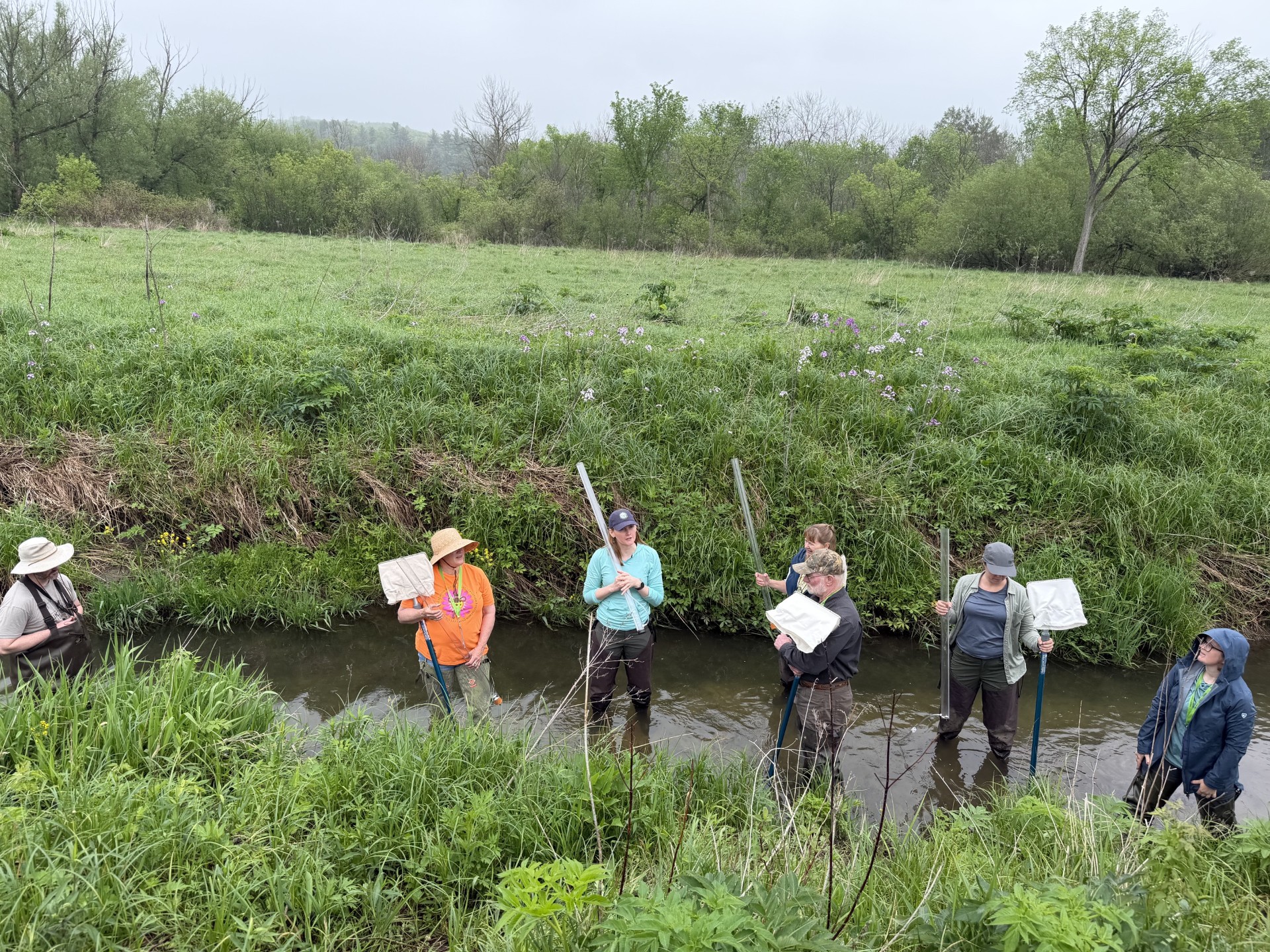 A group of people standing in a line, side by side, in a stream. They are holding transparency tubes. It is an overcast day. On either side of the stream is green foliage.