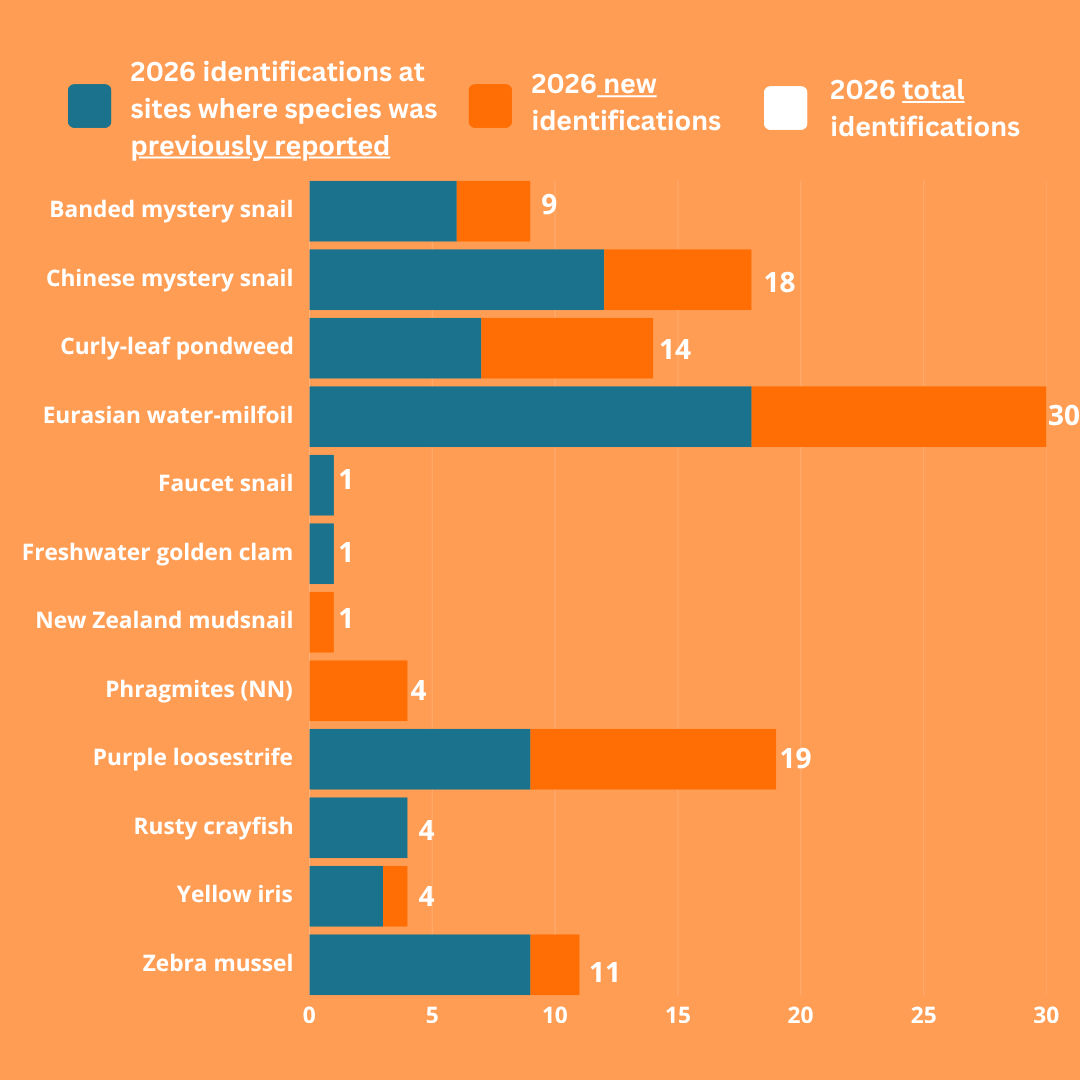 Horizontal bar chart of AIS identified during 2026 snapshot Day and previously reported AIS.
The background is a light orange. The bars are orange and teal. Teal represents where AIS were previously reported, where orange represents new sitings of AIS at this locations. The teal overlaps the orange bar at different lengths.
The left of the bars is corresponding white text with the names of AIS. At the ends of the bars to the right are white numbers representing how many AIS were found.