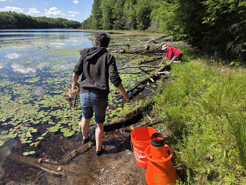 A person with their backed turned to the camera stands on the left side of the image. They are wearing a black jacket with sleeves rolled up and jean shorts. They are standing on the banks of a lake, with orange buckets next to them on their right. A person stands farther away in the upper right hand corner of the image. They are wearing a khaki bucket hat and red sweater. They are bent over looking at something in the water. The lake has what looks like European frog-bit.