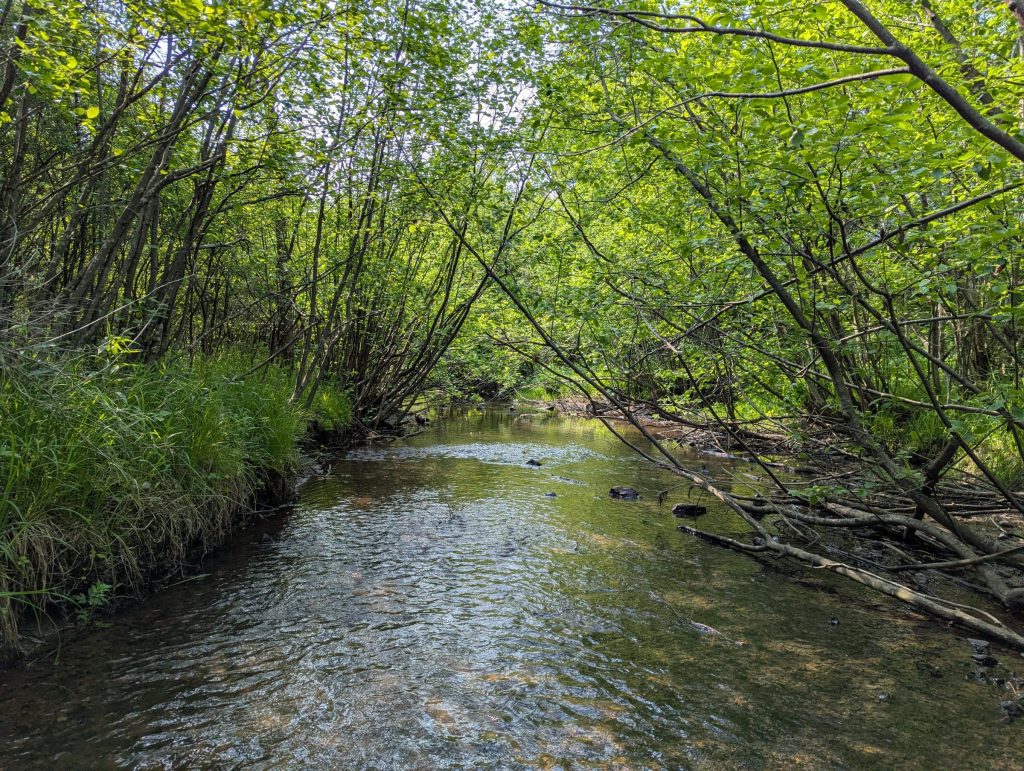 Pokegama Creek. A creek that is shaded by trees on either side. You can see the sun peeking through the trees. 