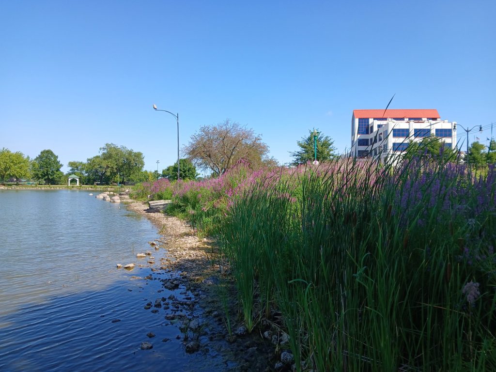 A photo of a stream in the left half and purple loosestrife on the right hand side (tall green plan with purple flowrs on the top).